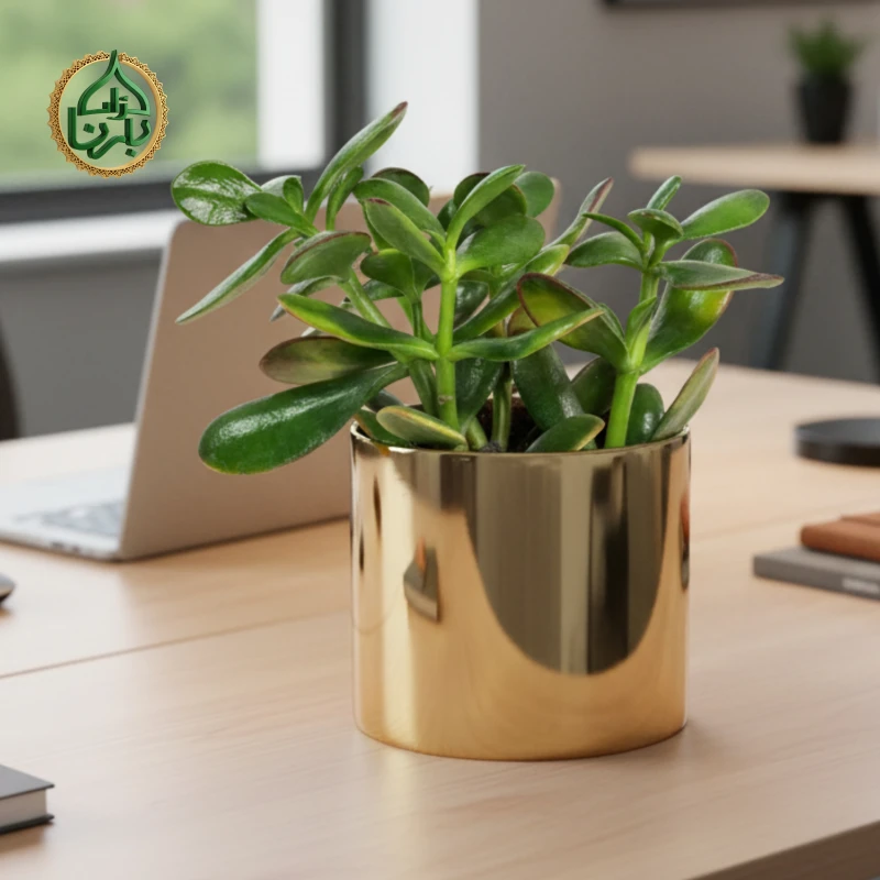 Crassula Ovata (Jade plant)