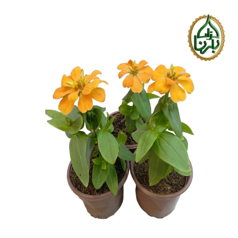 Zinnia Orange 25 Pieces Per Box