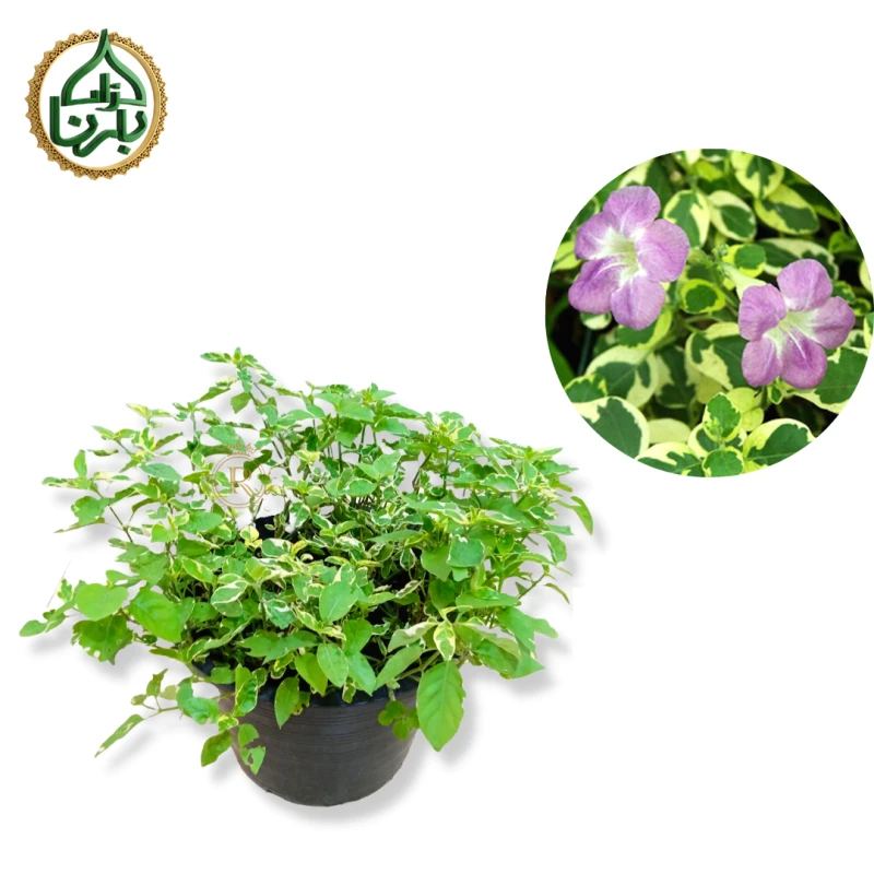 Asystasia Variegata- Chinese Violet