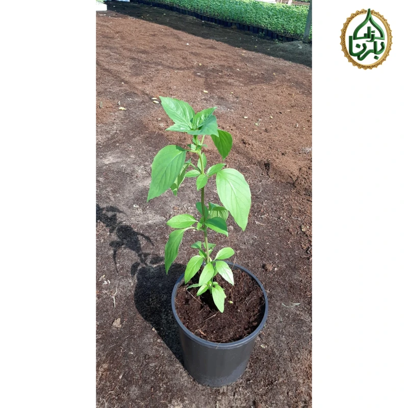 Ocimum Basil- Moshmum 1 Piece