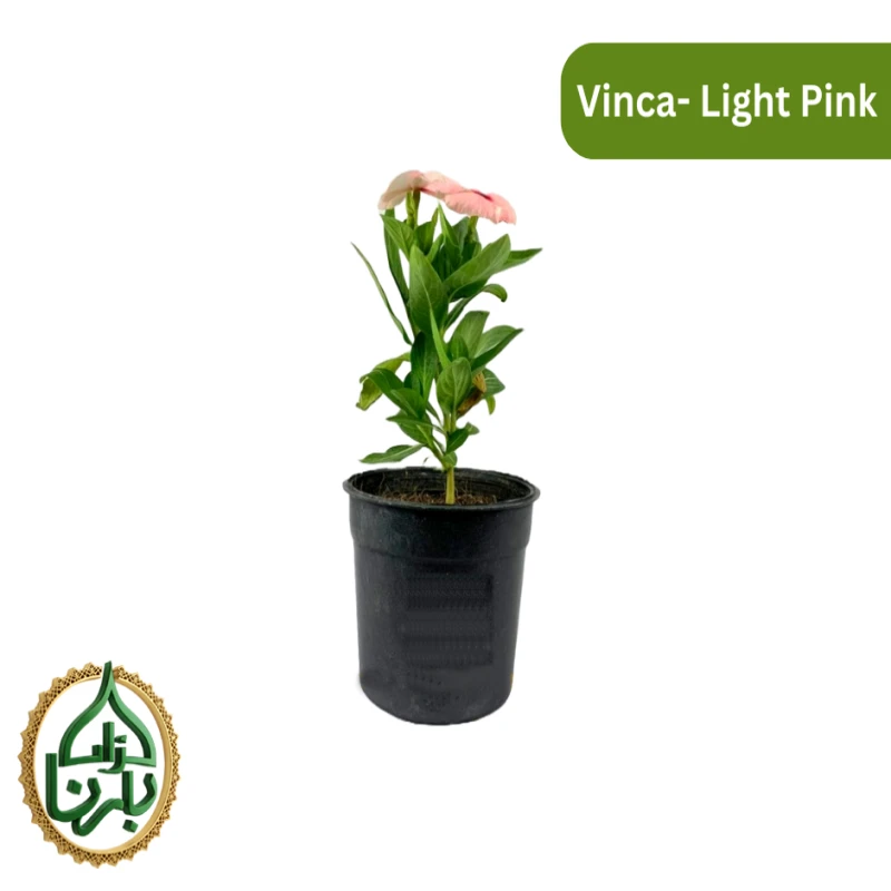 Vinca Apricot 1 piece