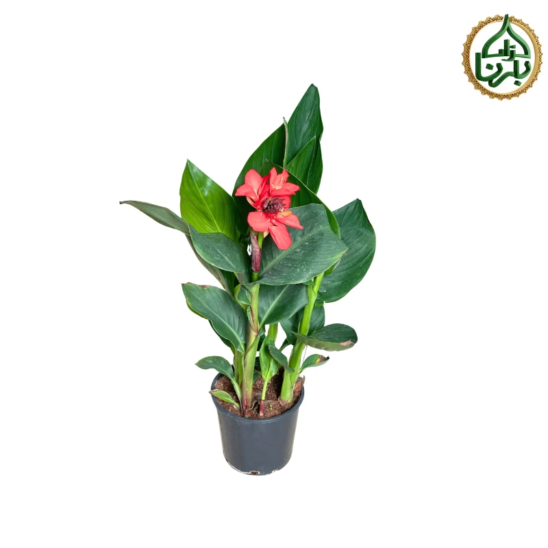 Canna Indica red