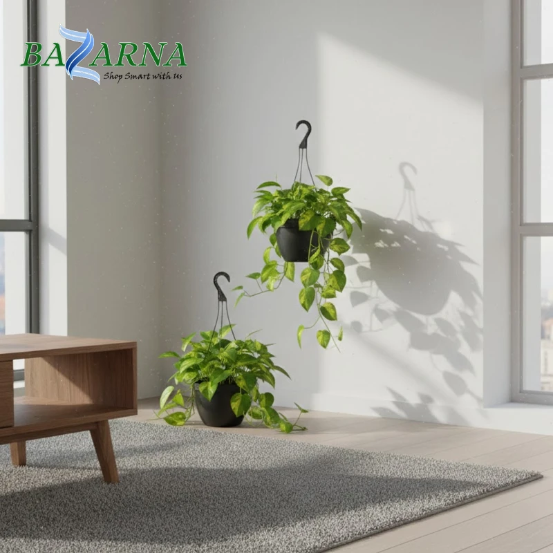 Money Plant Hanging 1 Piece