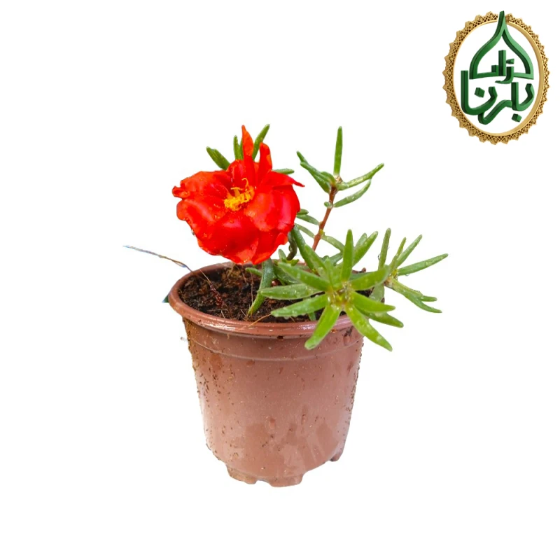Portulaca Red, 25 Pieces Per Box