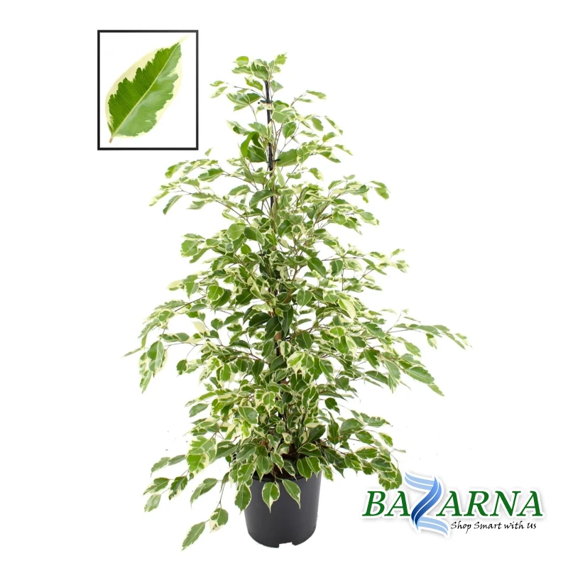 Ficus Benja Twilight