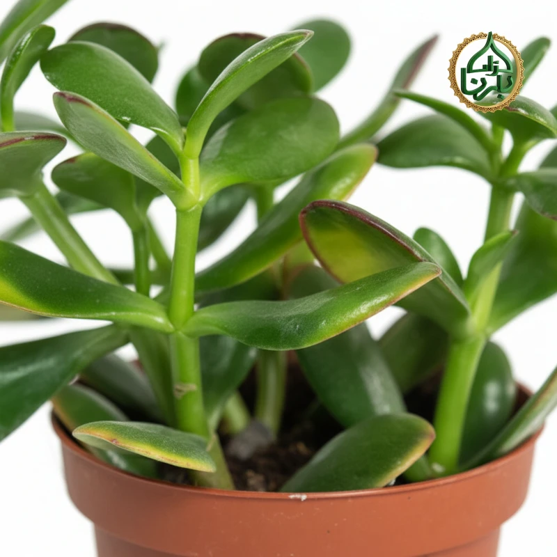 Crassula Ovata (Jade plant)