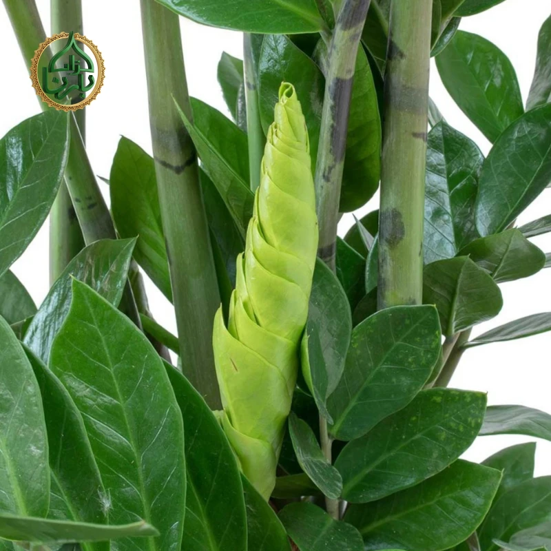Zamioculcas Zamiifolia - ZZ Plant (Medium)