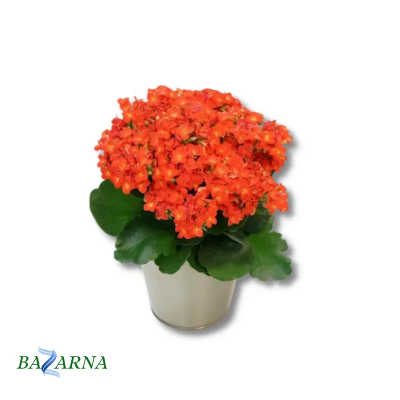 Kalanchoe Orange