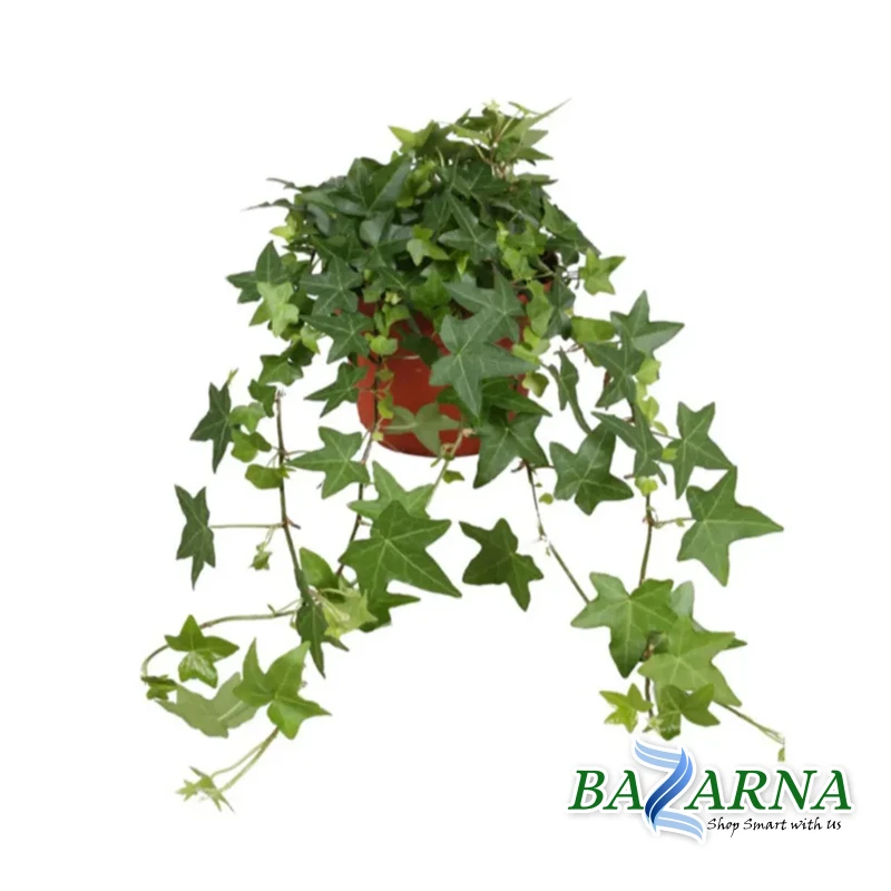 Hedera Helix Pittsburgh