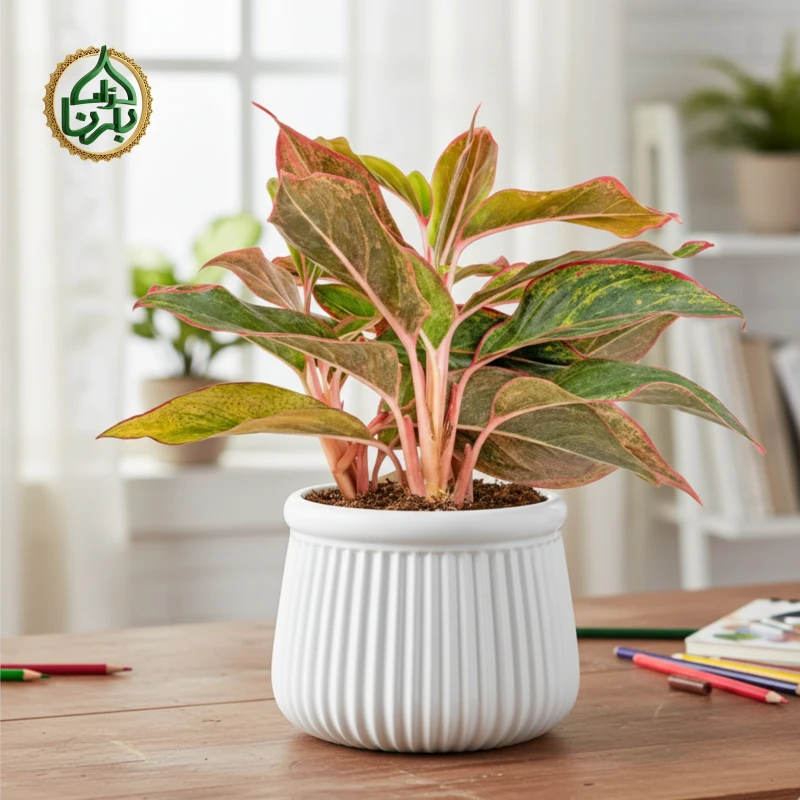 Aglaonema Crete