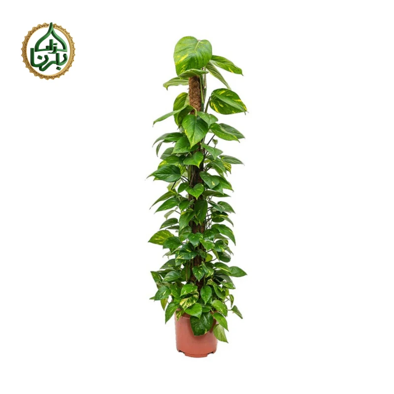 Epipremnum Pinnatum Moss Stick Big