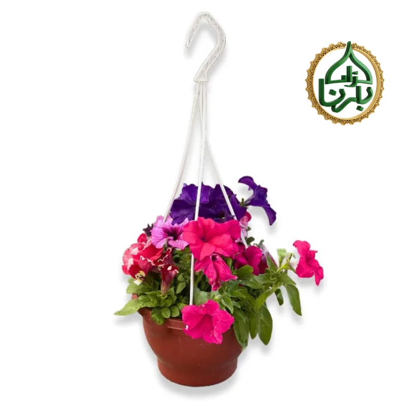 Petunia Mix Color Hanging 2