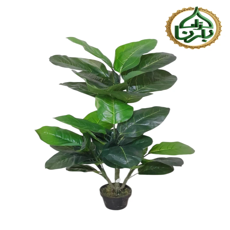 Ficus Lyrata 120 Cm