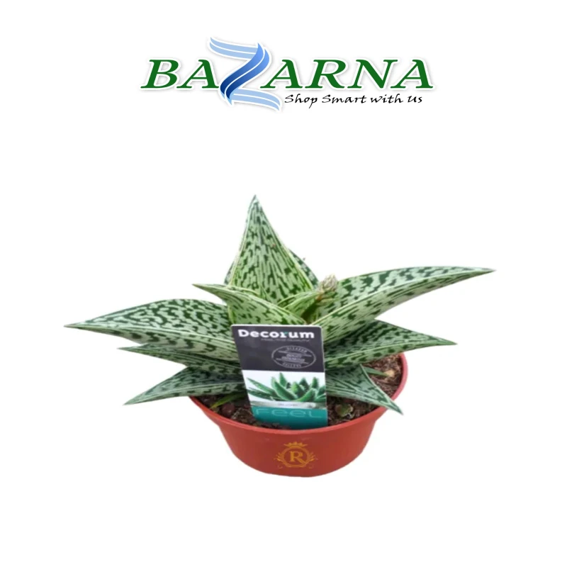 Aloe Variegata Tribal