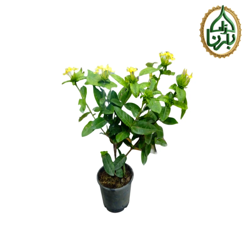Ixora Yellow- Medium