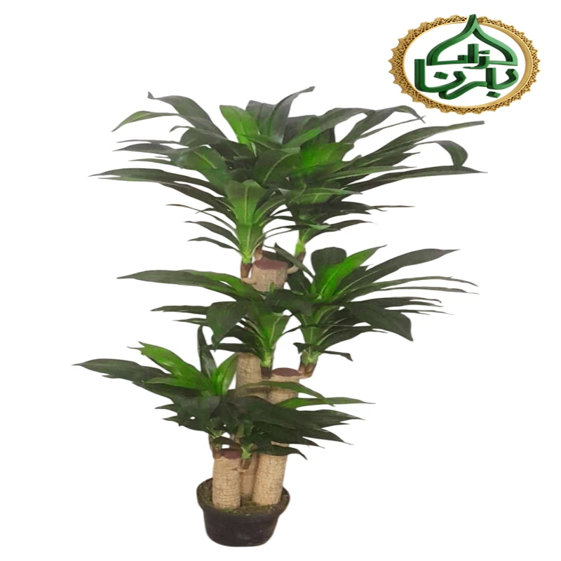 Dracaena Fragrans Massangeana 160 cm