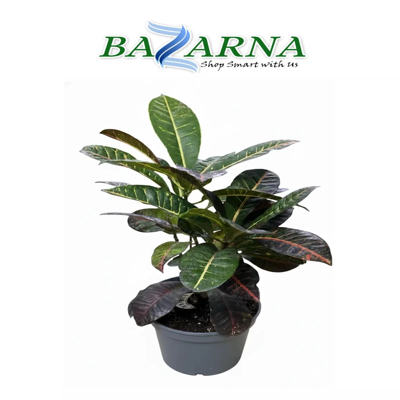 Croton Plant