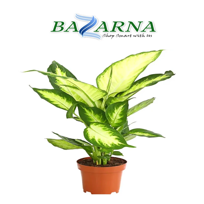 Dieffenbachia 'Camilla'