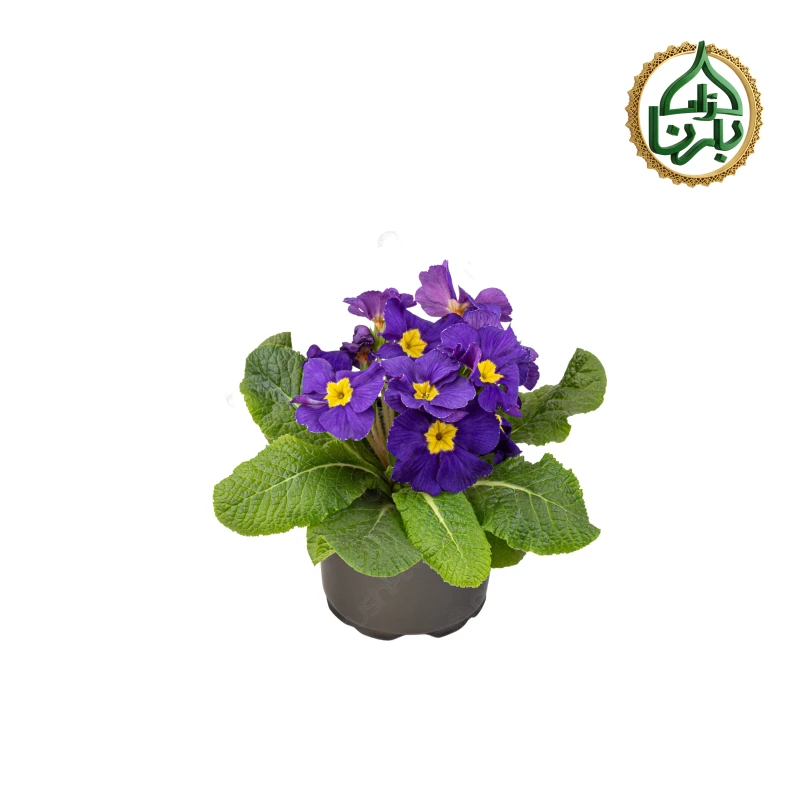 Primula Blue