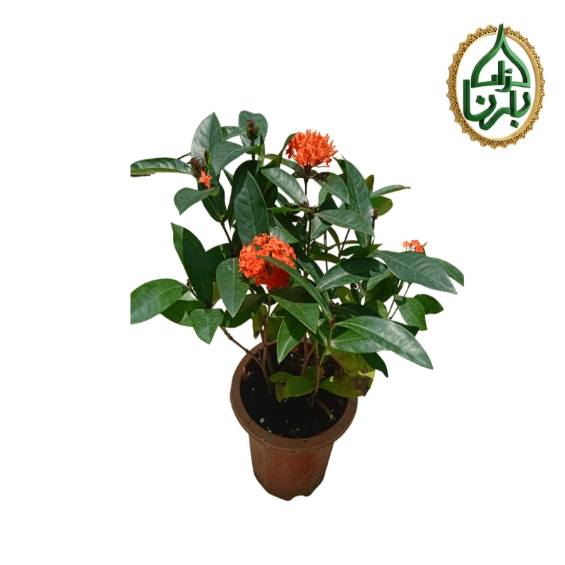 Ixora Red- Medium