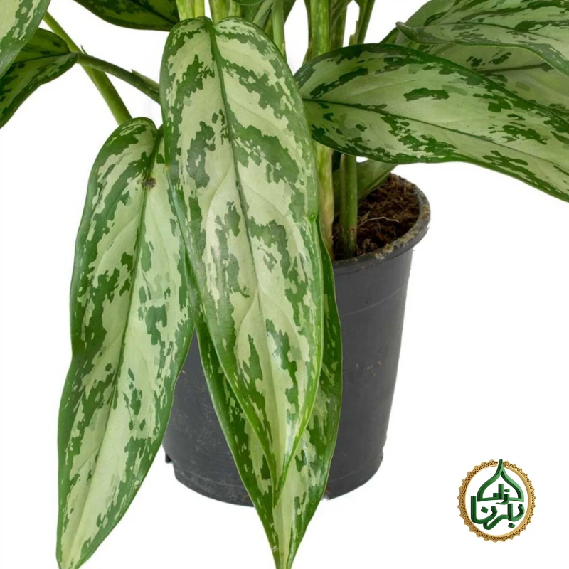 Aglaonema Silver Queen