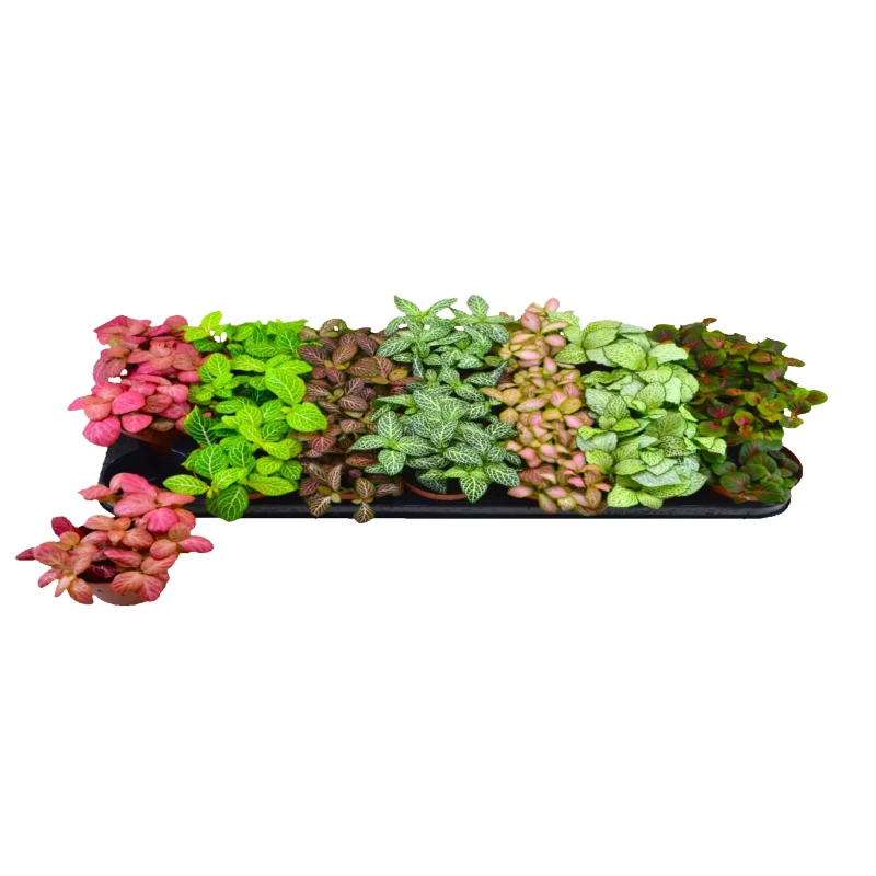 FITTONIA MIX COLOR 1 PIECE