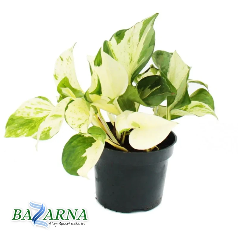 Money Plant 'Happy Leaf'