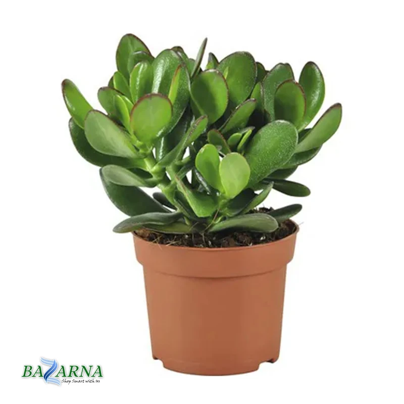 Crassula 'Magical Tree'