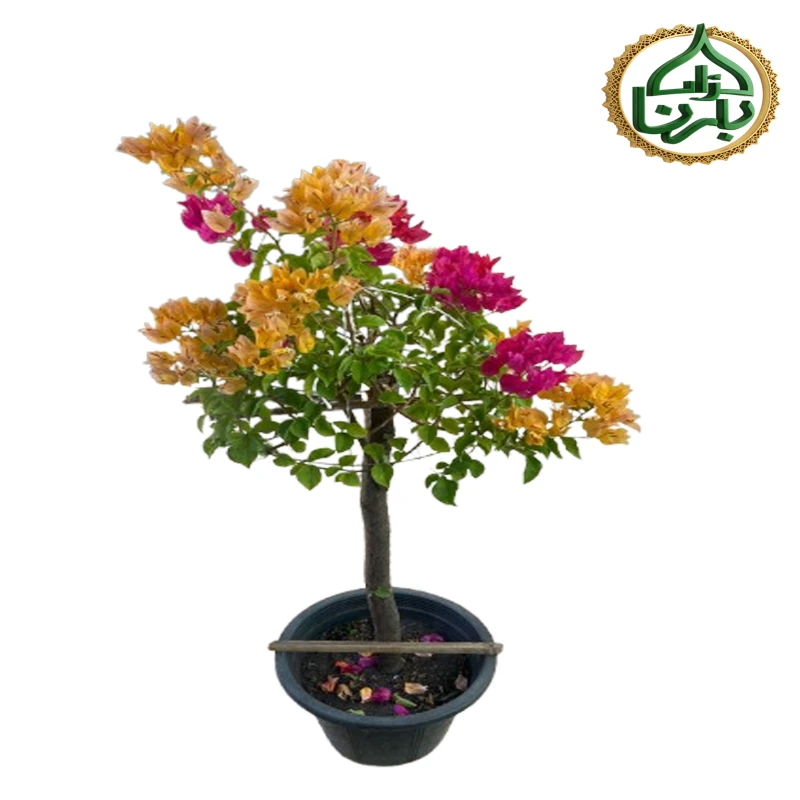 Bougainvillea MIx Color