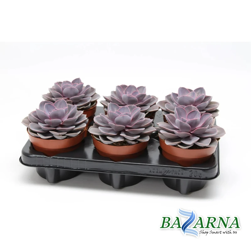 Echeveria Purple Pearl