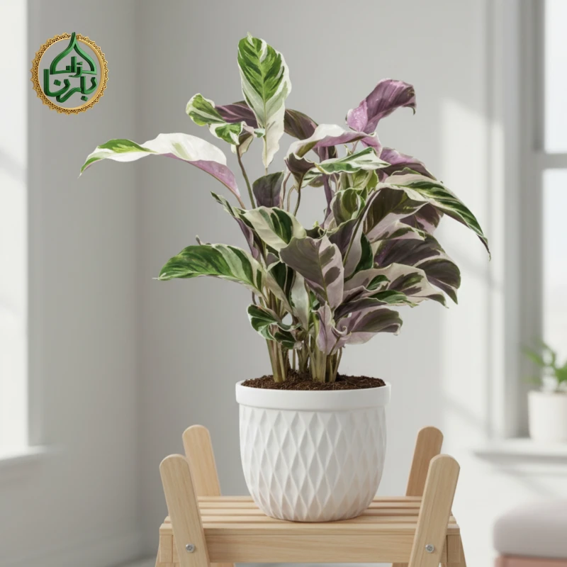 Calathea Fushion White