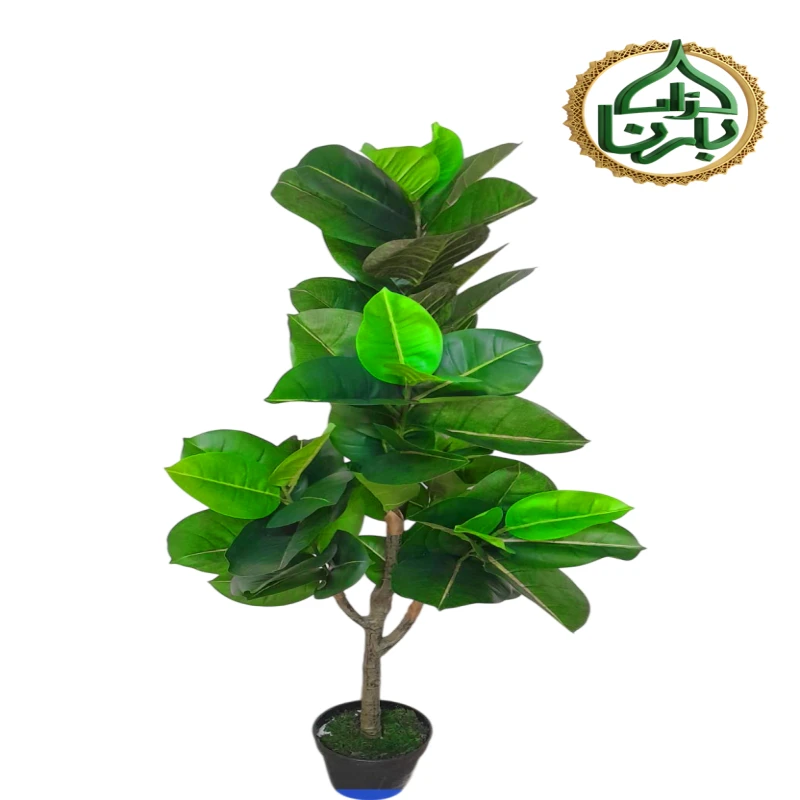 Rubber Plant 150 cm