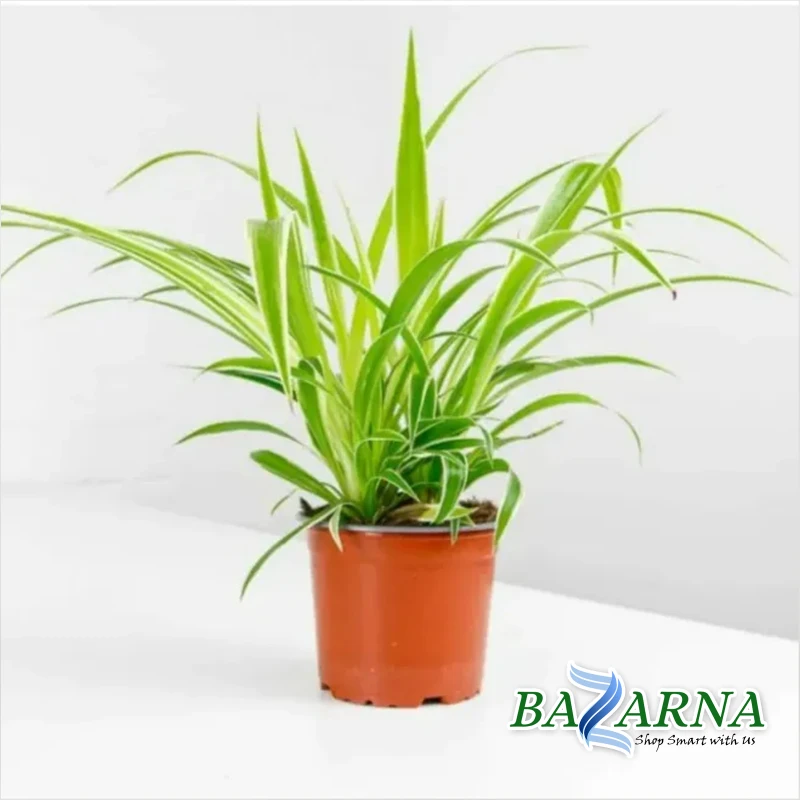 Chlorophytum Com 'variegatum'