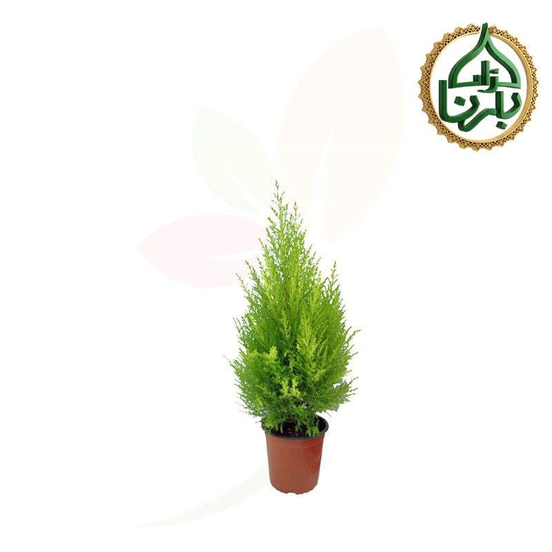 Cupressus Macro. 'Goldcrest Wilma' Pyramid Small