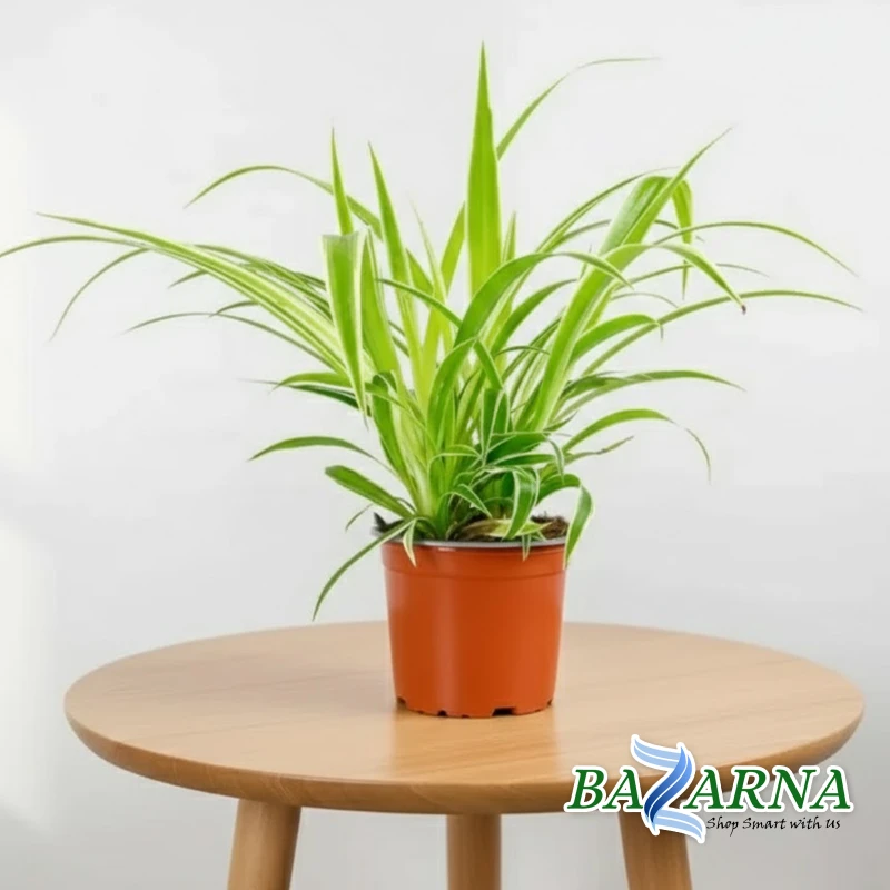 Chlorophytum Com 'variegatum'