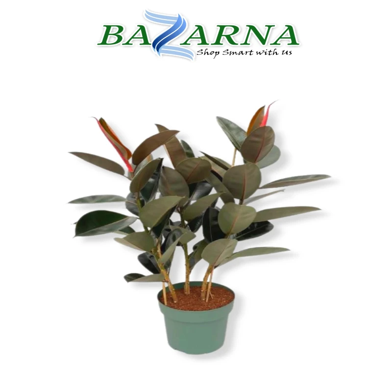 Ficus Elastica 'Abidjan' 3PP