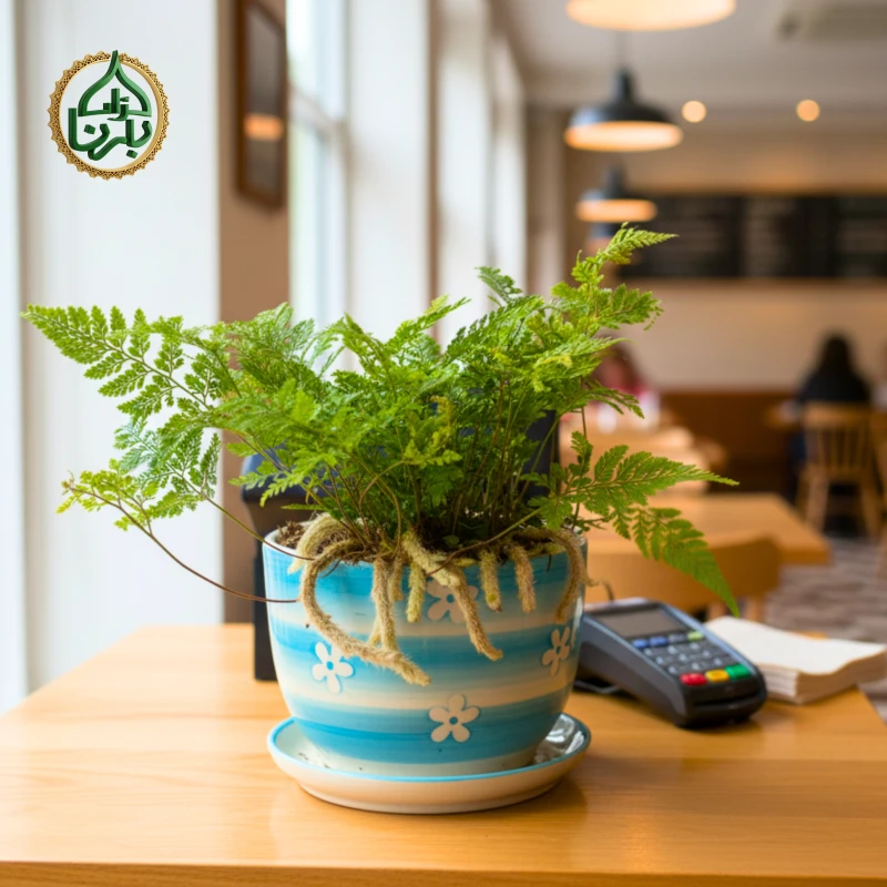 Humata tyermannii (White Rabbit's Foot Fern)