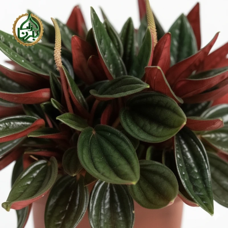 Peperomia Caperata Santorini Big