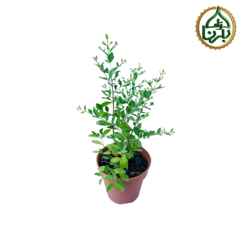 Lawsonia Inermis- Henna Plant