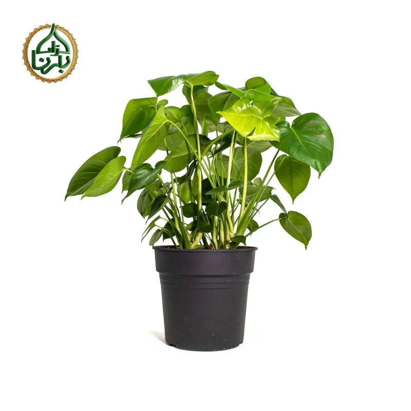 Monstera Deliciosa Big