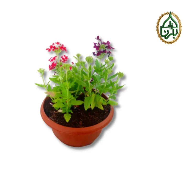 Verbena Bowl - Mix Color