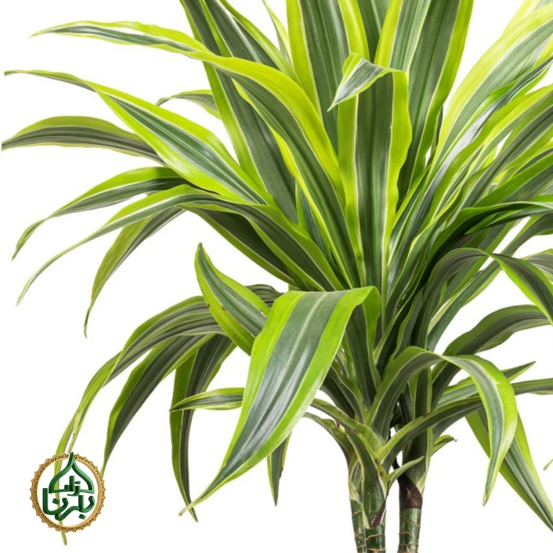 Dracaena Lemon Lime 3PP