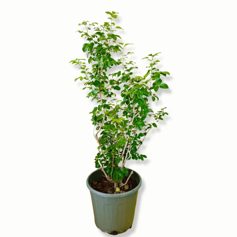 Murraya Paniculata- Orange jessamine Plant