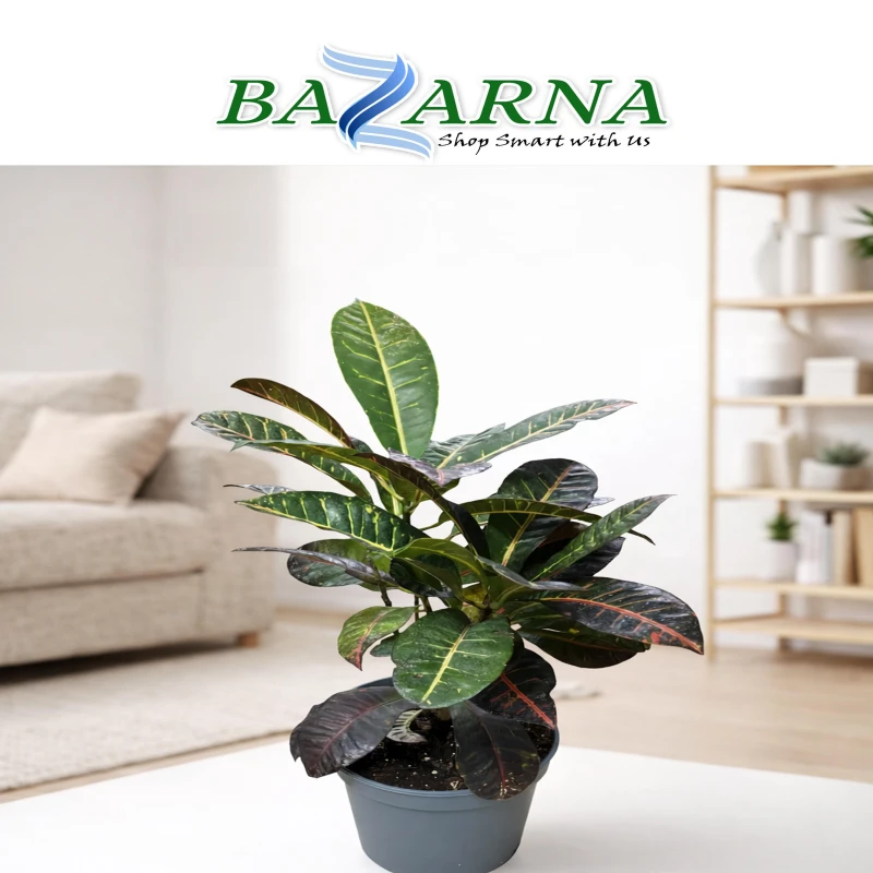Croton Plant
