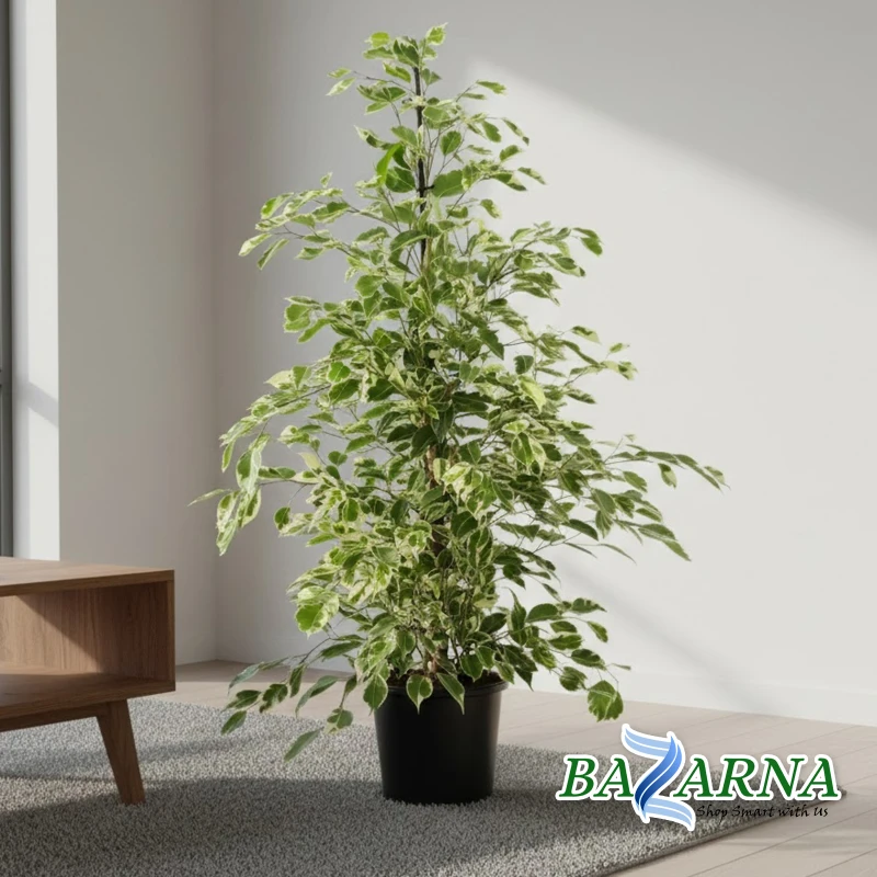 Ficus Benja Twilight