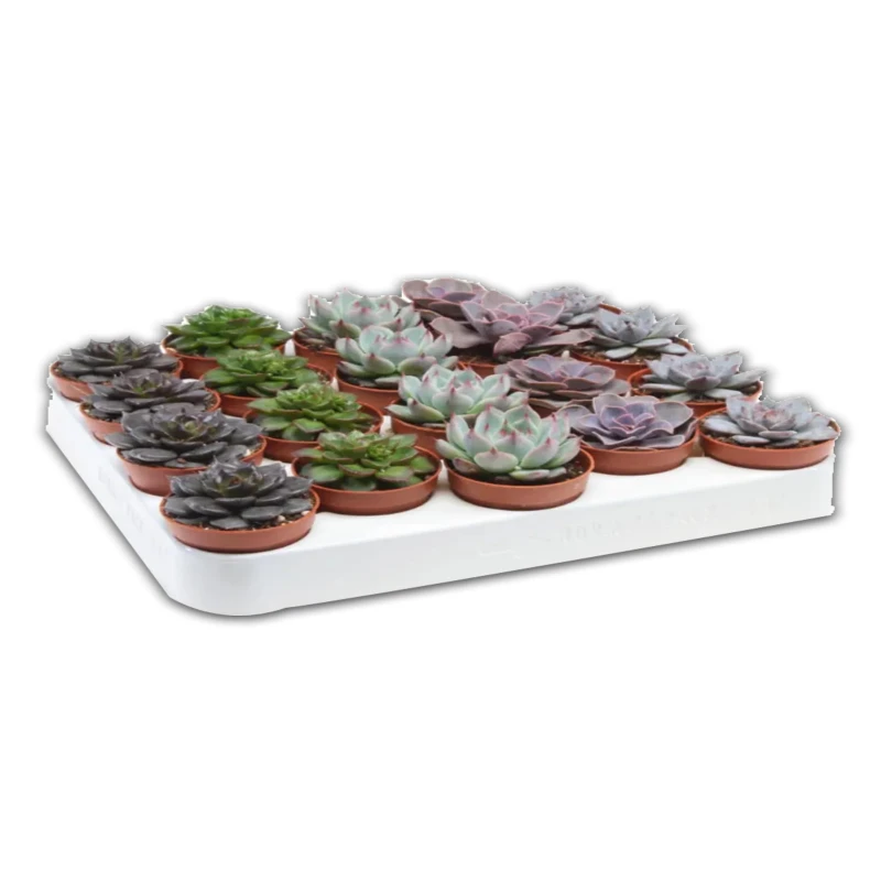 Echeveria Mix 1 piece