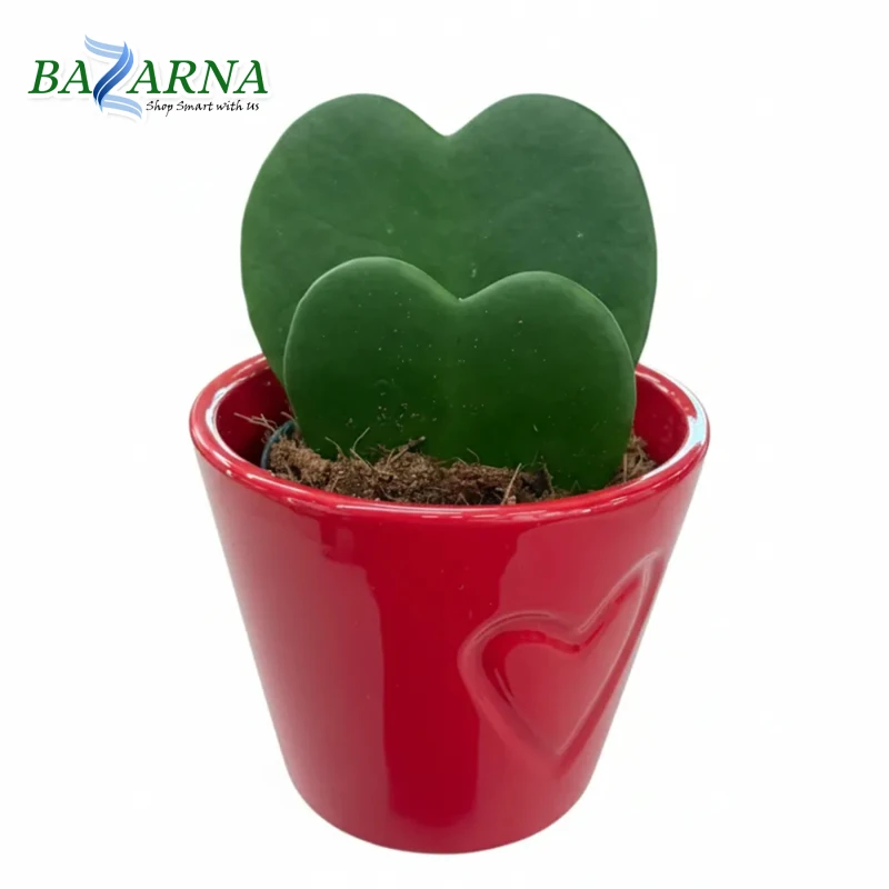 Double Hoya With Ceramic Pot