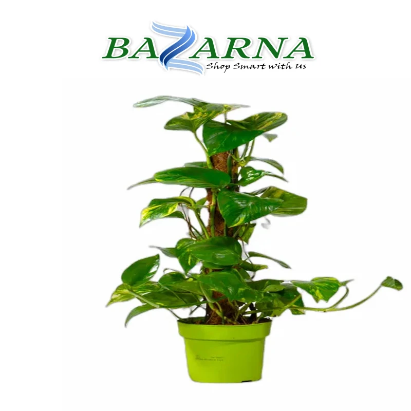 Money Plant Moss Stick (S)