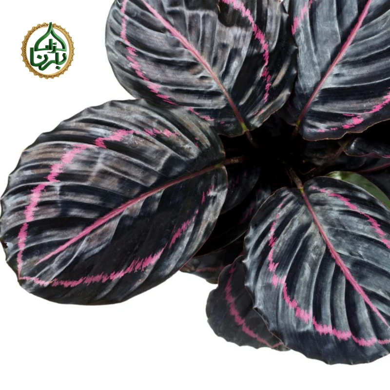 Calathea Rose Painted