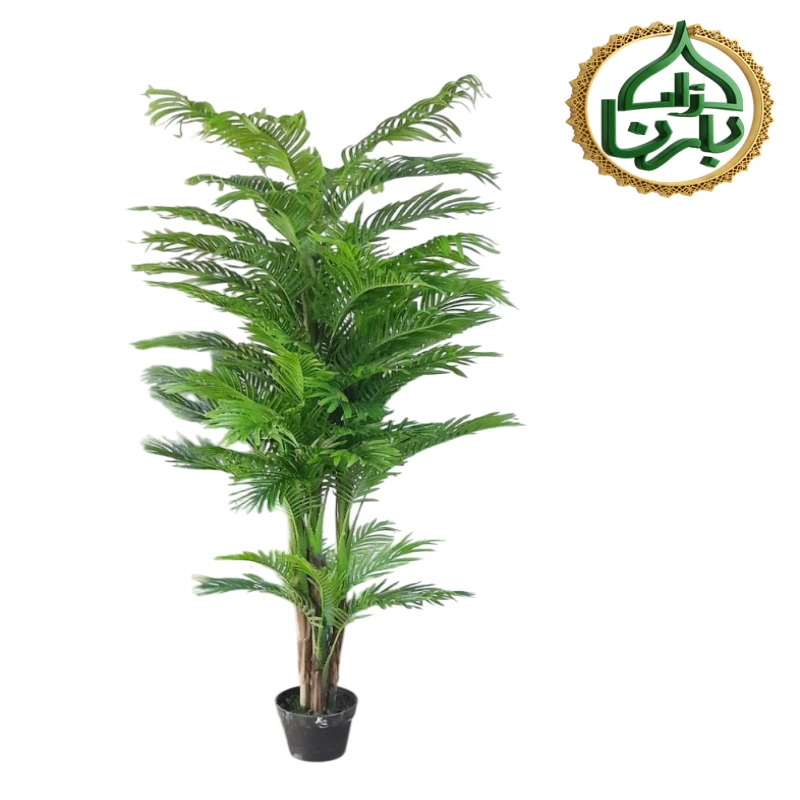 Areca Palm